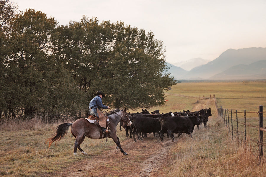 Rider moving a herd of black cattle along a fence line below the mountains
