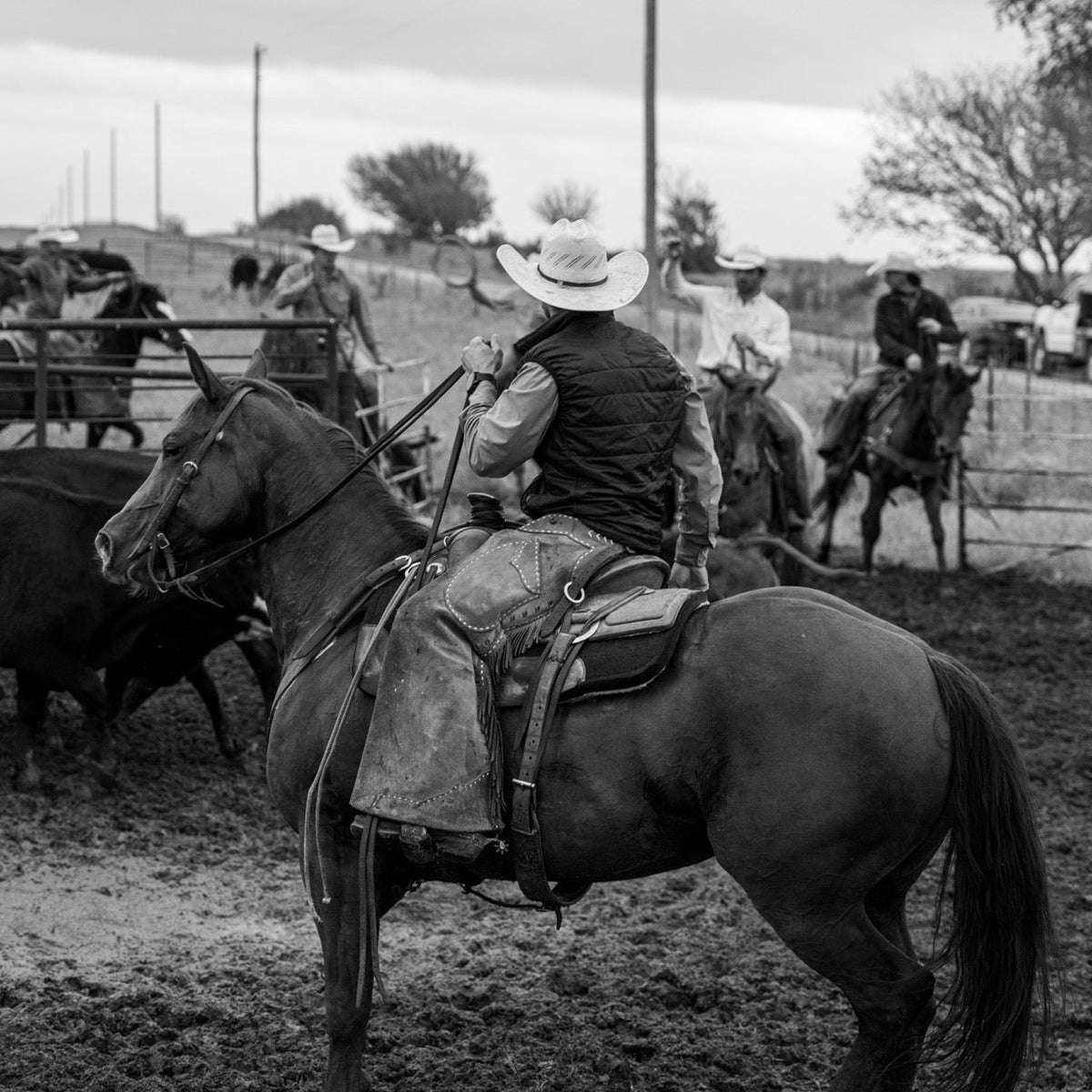 Cowboy on horseback working cattle in a pen