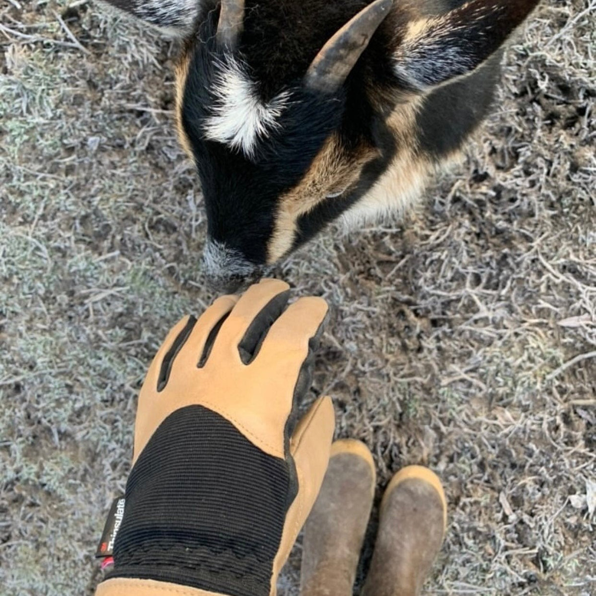 Golden Stag Glove Unisex Tan Black 170 - view 3