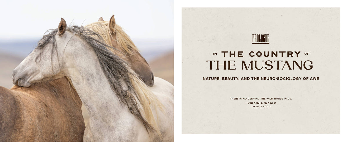 Chronicle Books Wild Horse Effect book with colorful cover featuring wild horses and artistic illustrations.
