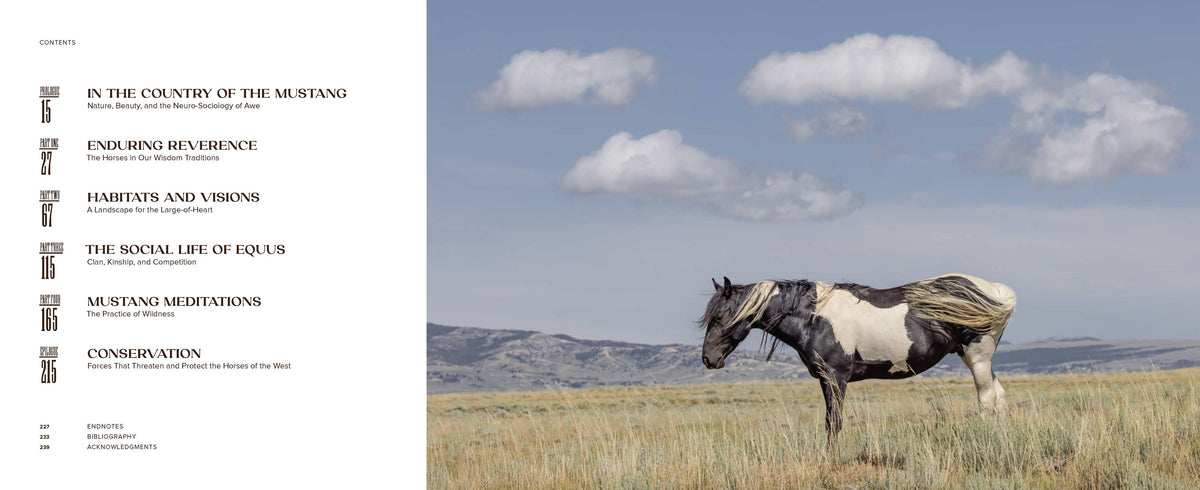 Cover image of the Wild Horse Effect book by Chronicle Books, featuring artistic illustrations and bold typography.