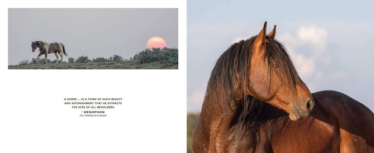 Chronicle Books Wild Horse Effect book featuring vibrant cover art and engaging design, showcasing a captivating story.