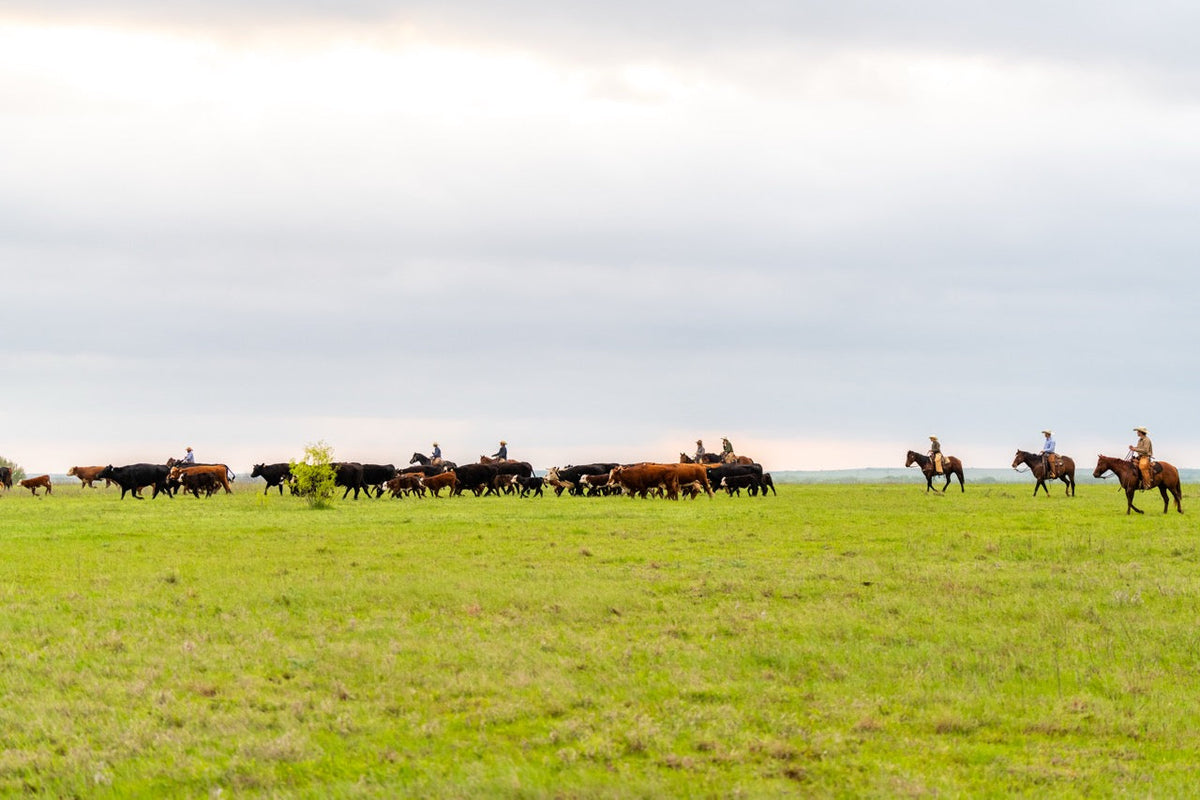 Riders driving cattle across open Texas range
